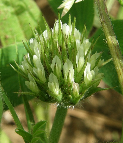 Trifolium squarrosum