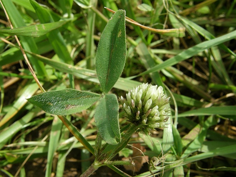 Trifolium squarrosum