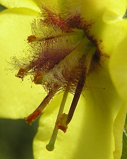 Flor de Verbascum virgatum