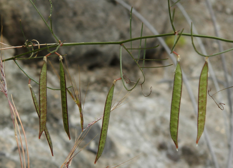 Vicia aphylla