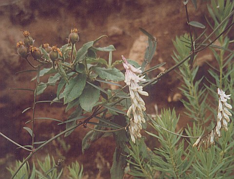 Vicia scandens