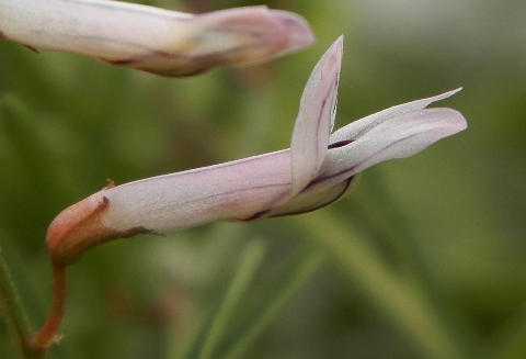 Flor de Vicia voggenreiteriana