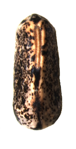 Semilla de Vicia voggenreiteriana