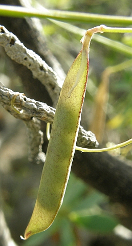 Fruto de Vicia vulcanorum