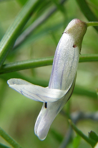 Flor de Vicia vulcanorum
