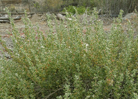 Tetraena
              gaetula ssp. waterlotii